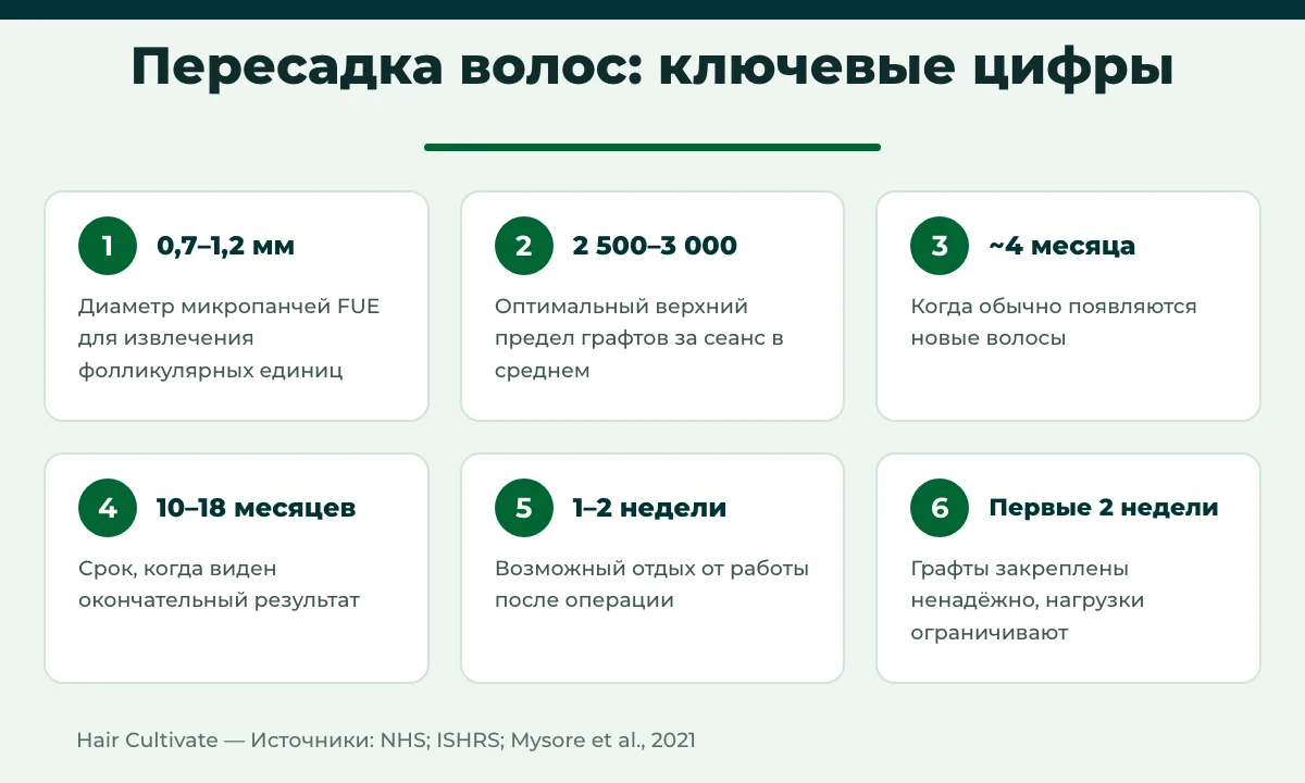 Инфографика: ключевые цифры — пересадка волос в Турции, графты, сроки роста и восстановления