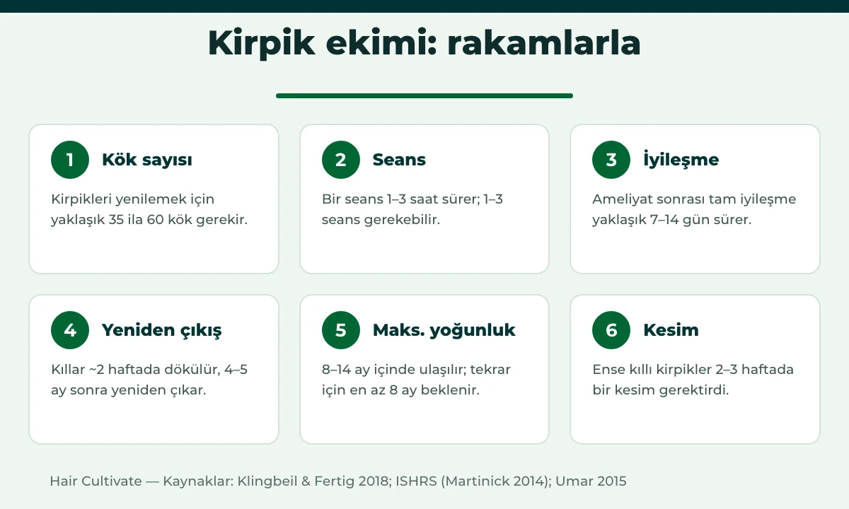 Kirpik ekimi rakamları: kök sayısı, seans süresi, iyileşme, yeniden çıkış ve kesim sıklığı
