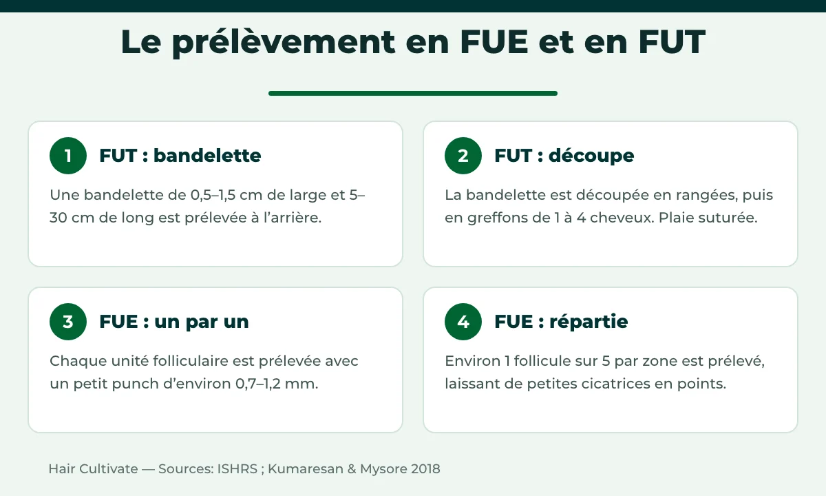 FUE ou FUT : prélèvement par bandelette et découpe comparé à l’extraction un par un au punch