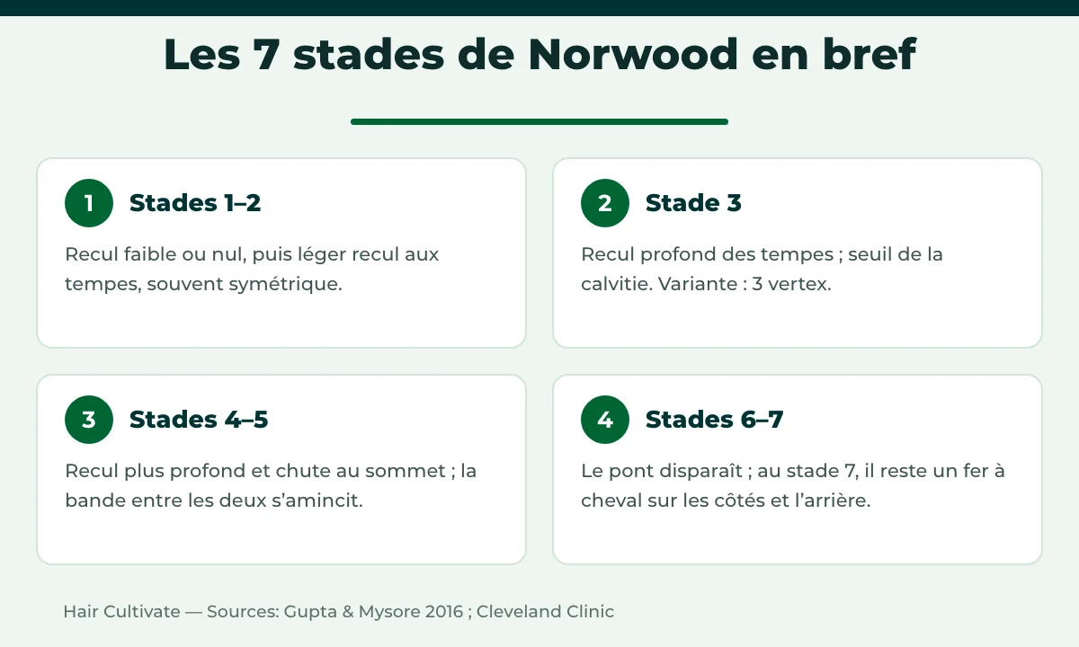 Les 7 stades de l’échelle de Norwood pour la calvitie masculine