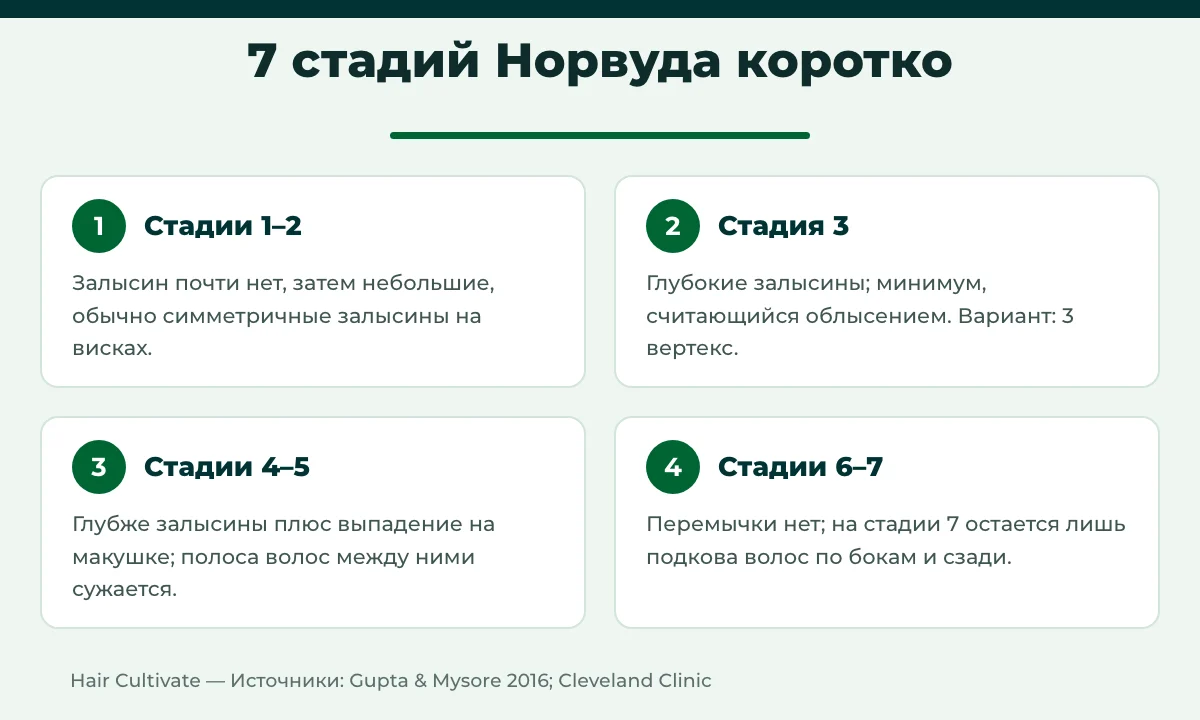 Шкала Норвуда: 7 стадий облысения по мужскому типу