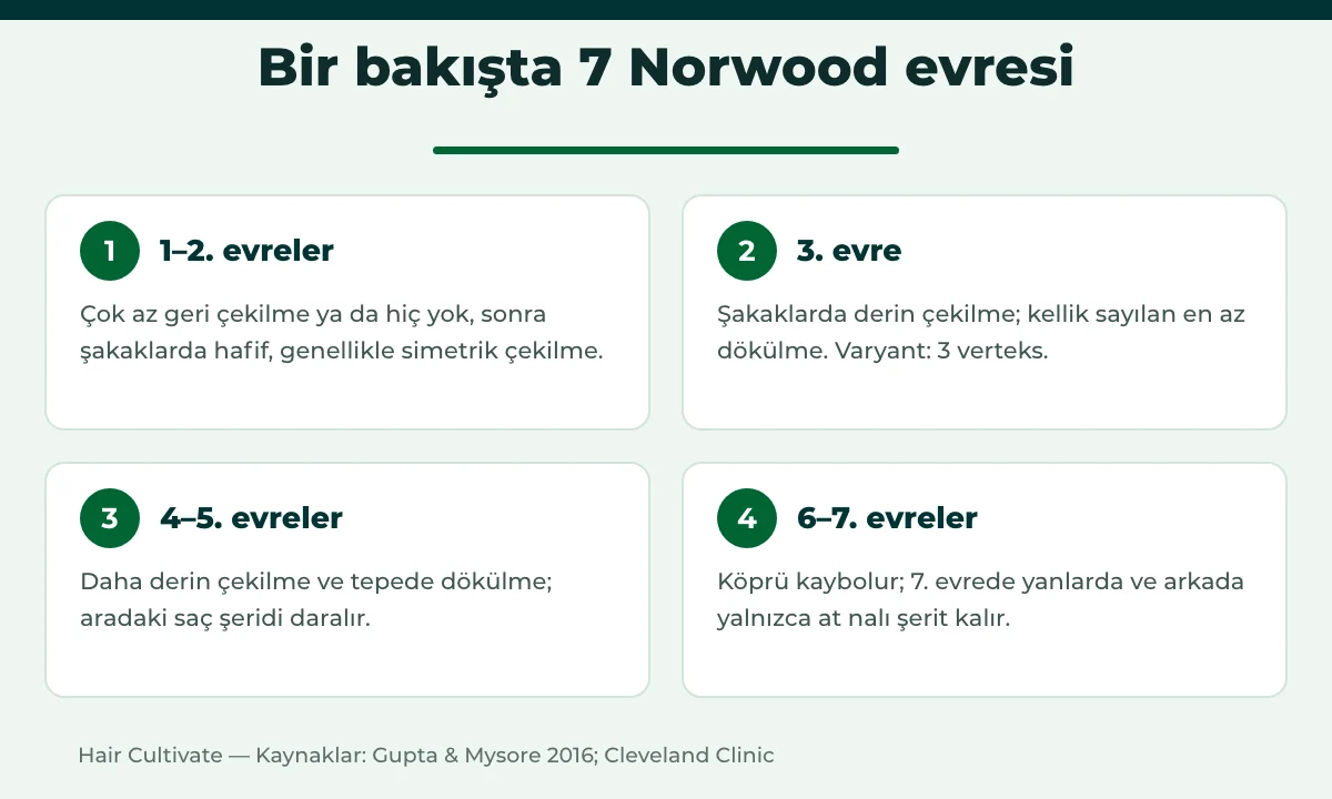 Erkek tipi saç dökülmesinde Norwood skalasının 7 evresi