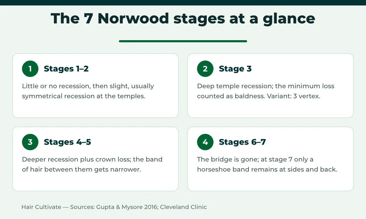 The 7 stages of the Norwood scale for male pattern hair loss