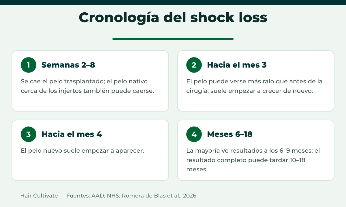 Cronología del shock loss después del trasplante capilar, desde la caída hasta el nuevo crecimiento