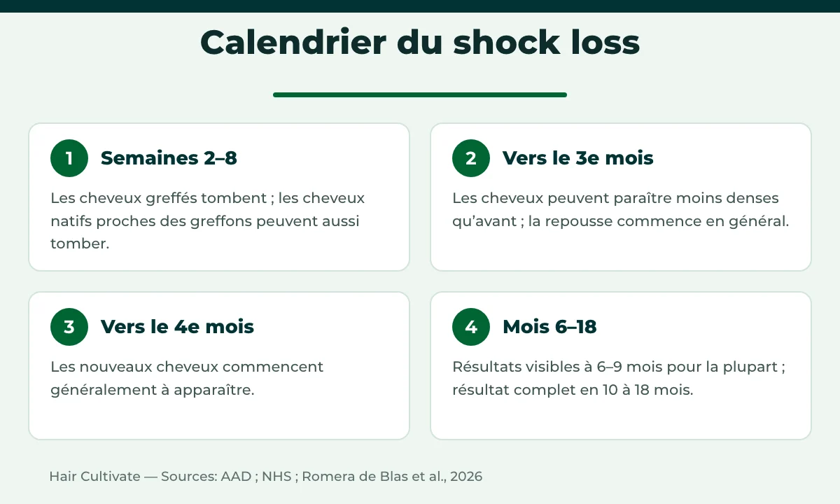 Calendrier du shock loss après greffe de cheveux, de la chute à la repousse
